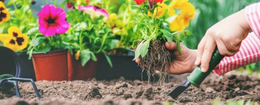 Bir çocuk çiçek bahçesi ekiyor. Seçici odaklanma. Doğa.