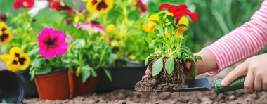 Bir çocuk çiçek bahçesi ekiyor. Seçici odaklanma. Doğa.