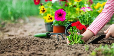 Bir çocuk çiçek bahçesi ekiyor. Seçici odaklanma. Doğa.