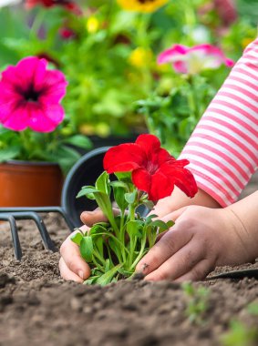Bir çocuk çiçek bahçesi ekiyor. Seçici odaklanma. Doğa.
