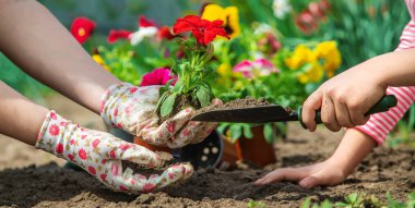 Çocuk ve anne bahçeye çiçek eker. Seçici odaklanma. Doğa.