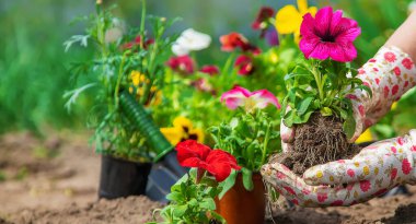 Bahçıvan bir çiçek bahçesi dikiyor. Seçici odaklanma. Doğa.