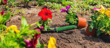 Bahar yaz aylarında çiçek ekiyorum. Seçici odaklanma. Doğa.