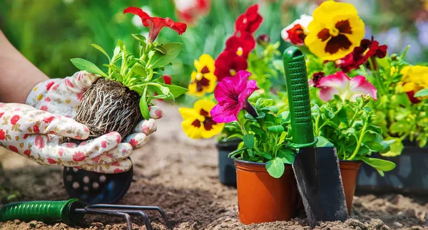 Bahçıvan bir çiçek bahçesi dikiyor. Seçici odaklanma. Doğa.
