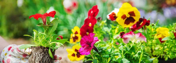 Jardinero Está Plantando Jardín Flores Enfoque Selectivo Naturaleza —  Fotos de Stock