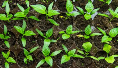Pencere kenarında biber tohumları. Seçici odaklanma. Doğa.