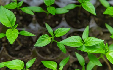 Pencere kenarında biber tohumları. Seçici odaklanma. Doğa.