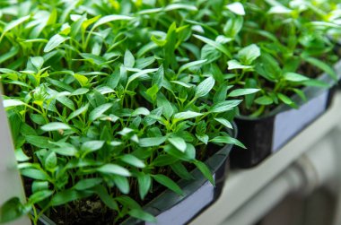 Pencere kenarında biber tohumları. Seçici odaklanma. Doğa.