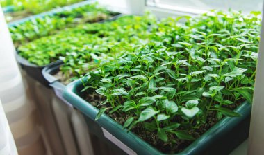 Pencere kenarında biber tohumları. Seçici odaklanma. Doğa.