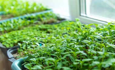 Pencere kenarında biber tohumları. Seçici odaklanma. Doğa.