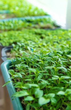 Pencere kenarında biber tohumları. Seçici odaklanma. Doğa.
