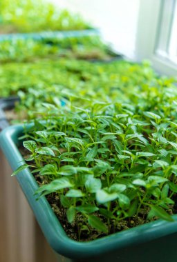 Pencere kenarında biber tohumları. Seçici odaklanma. Doğa.