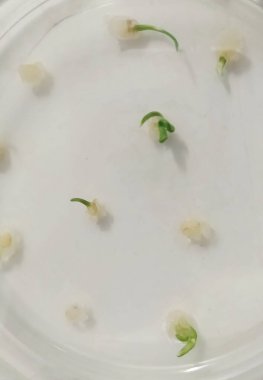 Cam altında bitki laboratuarı deneyleri. Seçici odaklanma. Doğa.