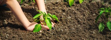 Bahçede elinde fideleri olan bir çocuk. Seçici odaklanma. insanlar.