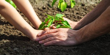 Bahçede elinde fideleri olan bir çocuk. Seçici odaklanma. insanlar.