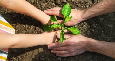 Bahçede elinde fideleri olan bir çocuk. Seçici odaklanma. insanlar.