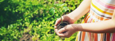 Bahçede elinde fideleri olan bir çocuk. Seçici odaklanma. insanlar.
