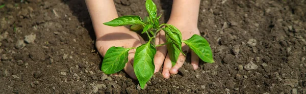 Child Seedlings His Hands Garden Selective Focus People — Stock Photo, Image