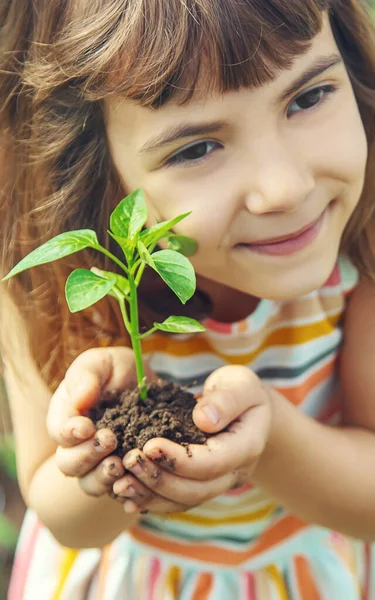 Enfant Avec Des Plantules Dans Les Mains Dans Jardin Concentration — Photo