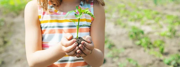 Enfant Avec Des Plantules Dans Les Mains Dans Jardin Concentration — Photo