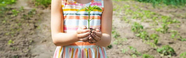 Enfant Avec Des Plantules Dans Les Mains Dans Jardin Concentration — Photo