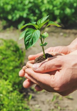 Babasıyla birlikte bir çocuk çocuk yetiştirme bahçesi dikiyor. Seçici odaklanma. insanlar.