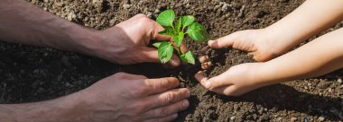 Babasıyla birlikte bir çocuk çocuk yetiştirme bahçesi dikiyor. Seçici odaklanma. insanlar.
