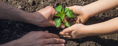 Babasıyla birlikte bir çocuk çocuk yetiştirme bahçesi dikiyor. Seçici odaklanma. insanlar.