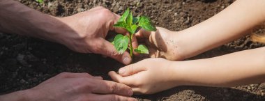 Babasıyla birlikte bir çocuk çocuk yetiştirme bahçesi dikiyor. Seçici odaklanma. insanlar.