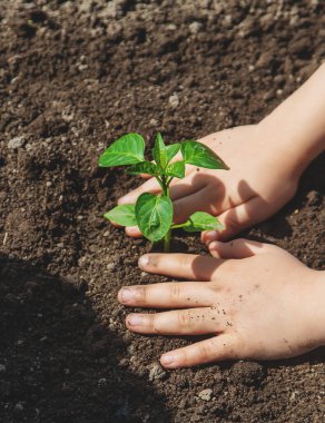 Bahçede elinde fideleri olan bir çocuk. Seçici odaklanma. insanlar.