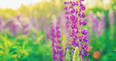 Yazın çiçek açan lupin tarlası. Seçici odaklanma. Doğa.