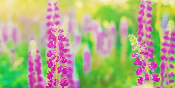 Blommande Fält Lupiner Sommaren Selektivt Fokus Natur — Stockfoto