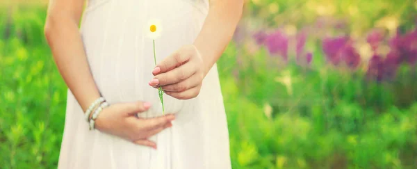 Pregnant Woman Camomile Hands Selective Focus Nature — Stock Photo, Image