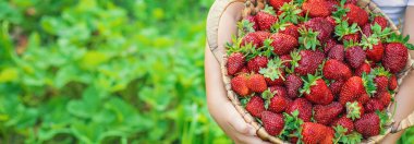 Elinde çilek olan bir çocuk. Seçici odaklanma. yiyecek.