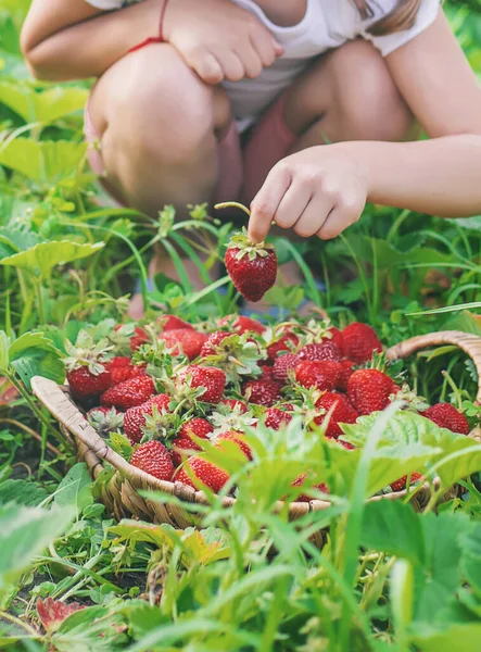 Elinde Çilek Olan Bir Çocuk Seçici Odaklanma Yiyecek — Stok fotoğraf