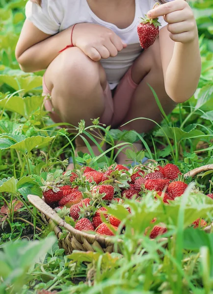 Bambino Con Fragole Nelle Mani Concentrazione Selettiva Cibo — Foto Stock