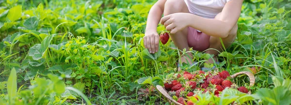 Ένα Παιδί Φράουλες Στα Χέρια Επιλεκτική Εστίαση Τρόφιμα — Φωτογραφία Αρχείου