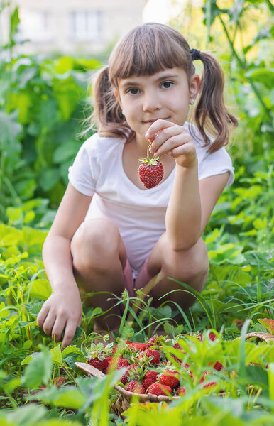 A child with strawberries in the hands. Selective focus. food.