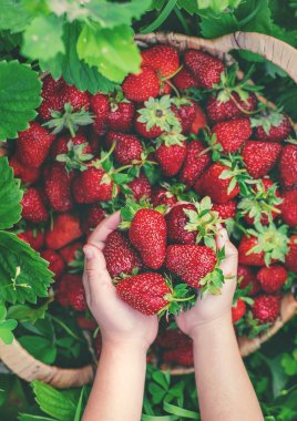 Elinde çilek olan bir çocuk. Seçici odaklanma. yiyecek.