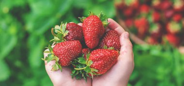Elinde çilek olan bir çocuk. Seçici odaklanma. yiyecek.