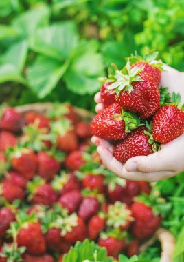 Elinde çilek olan bir çocuk. Seçici odaklanma. yiyecek.