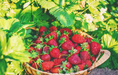 Sebze bahçesindeki bir sepette çilek. Seçici odaklanma. yiyecek.