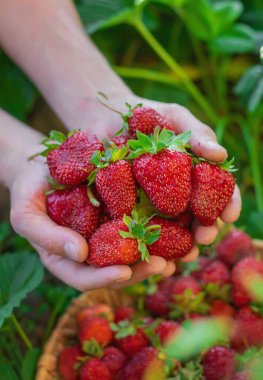 Bahçedeki bir çiftçinin ellerinde çilek. Seçici odaklanma. yiyecek.