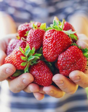 Bahçedeki bir çiftçinin ellerinde çilek. Seçici odaklanma. yiyecek.