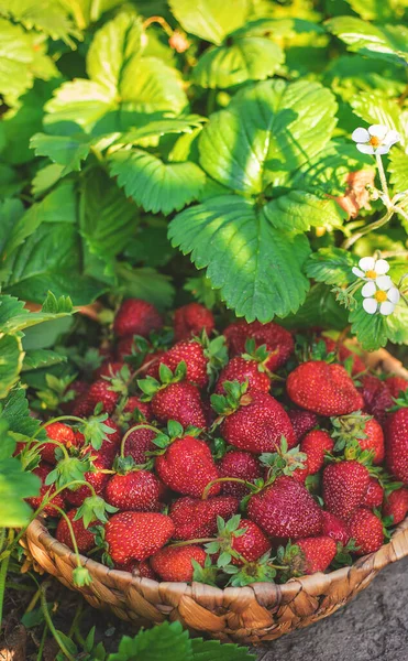 Bacche Fragola Cesto Nell Orto Concentrazione Selettiva Cibo — Foto Stock