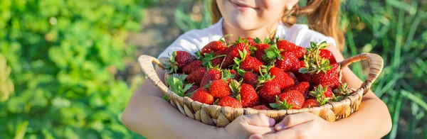 Ein Kind Mit Erdbeeren Der Hand Selektiver Fokus Lebensmittel — Stockfoto