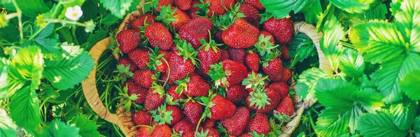 Bagas Morango Uma Cesta Horta Foco Seletivo Alimentos — Fotografia de Stock