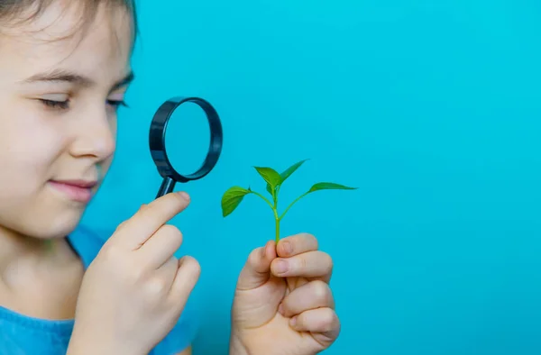 The child examines the plant with a magnifying glass. Selective focus. Kid.