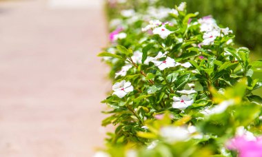 Sokak boyunca çiçek açıyor. Seçici odaklanma. Doğa.