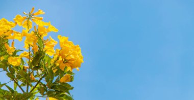 Çiçek açan tekoma, gökyüzüne sarı çiçekler diker. Seçici odaklanma. Doğa.